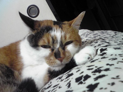 今がチャンス！